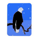 Search for bald eagles magnets Winter
