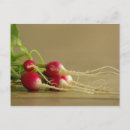 Search for radish postcards Red