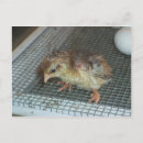 Search for chick postcards Farm