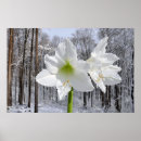 Search for amaryllis posters Nature