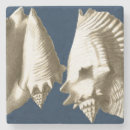 Search for seashell coasters Conch