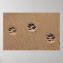Search for animal tracks posters Paw
