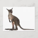 Search for wallaroo Wildlife