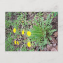 Search for dandelion plant postcards Flower
