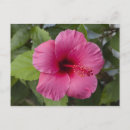 Search for honolulu postcards Pink
