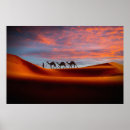 Search for arab camel posters Sand