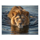 Search for african lion posters Mane
