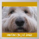 Search for labradoodle dog posters Labrador