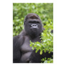 Search for silverback gorilla posters Mammal