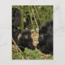 Search for mountain gorillas postcards Baby