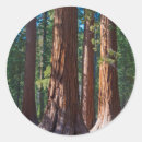 Search for redwood tree stickers California