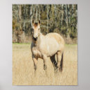 Search for buckskin Farm animals