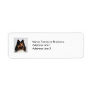 Search for sheltie labels Dogs