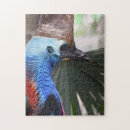 Search for cassowary Casuarius casuarius