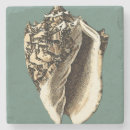 Search for beach shells coasters Seashells