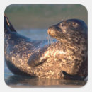 Search for california envelope seals Ocean