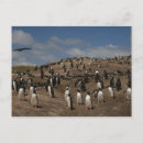 Search for colonies postcards Coast