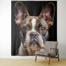 Search for frenchies photography French bulldog