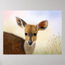 Search for antelopes posters Wildlife