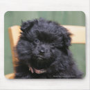 Search for dwarf mousepads Black