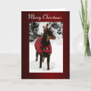 Search for doberman christmas cards Red