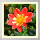 Search for raindrops posters Floral