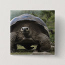 Search for galapagos badges Pete oxford