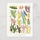 Search for vintage great barrier reef postcards Illustration