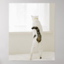 Search for rearing posters Animal
