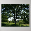 Search for oak tree posters Forest
