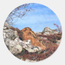 Search for wild rabbits stickers Hare