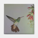 Search for avian magnets Fauna