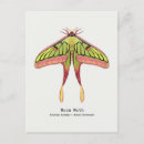 Search for entomology postcards Moth