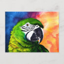 Search for colourful bird art postcards Watercolor