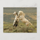 Search for stallions postcards Farm
