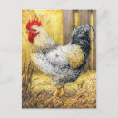 Search for bird barnyard postcards Farm