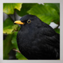Search for handsome posters Nature