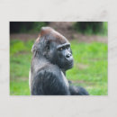 Search for lowland postcards Primate