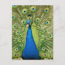 Search for peacock feathers postcards Beautiful