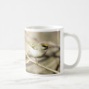 Search for kinglets Golden crowned kinglet