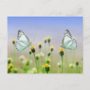 Search for insect horizontal postcards Postcrossing