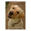 Search for labrador photography Fun
