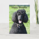 Search for standard cards poodle