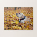 Search for labrador puzzles Pet