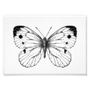Search for vector butterfly posters Nature