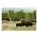 Search for digital bison posters Photography