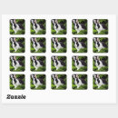 Search for black and white bunny stickers Pet
