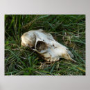Search for dead head art Skull