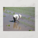 Search for rice postcards Fields