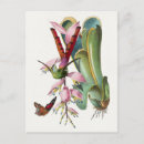 Search for vintage bird illustration postcards Hummingbird